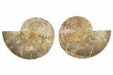 Jurassic Cut & Polished Ammonite Fossil - Madagascar #223229-1